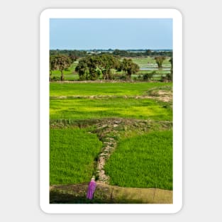 The Rice Terraces of Angkor, Cambodia Sticker